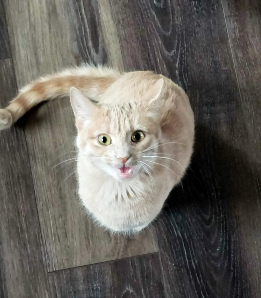 The Original “About Shae”&nbsp;Post